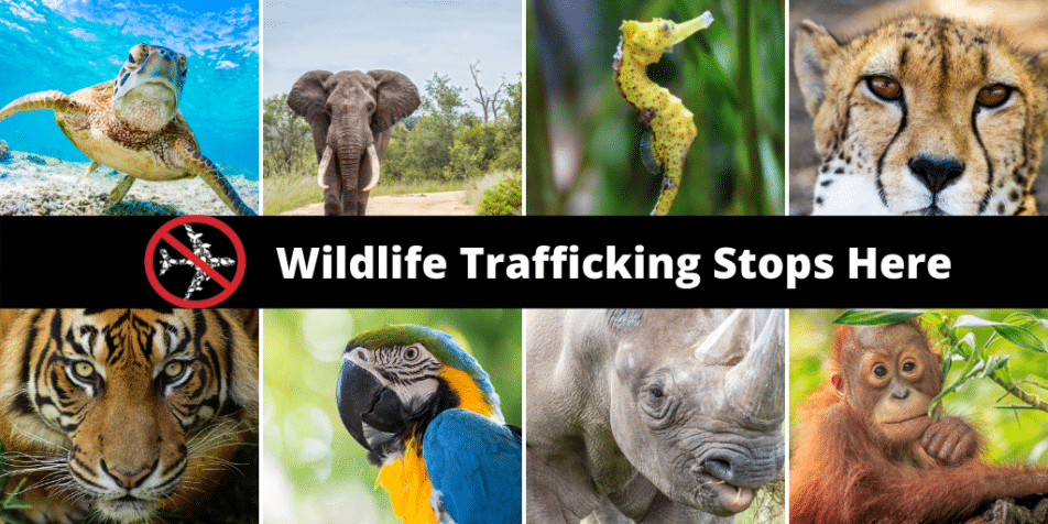 Breaking the wildlife trafficking supply chain: How airports can help  sustain wildlife on Earth - ACI World Insights