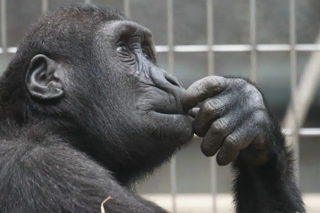 animal-ape-black-33535