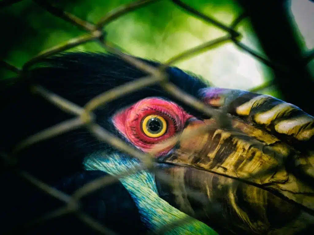 The,Eyes,Of,Wild,Animals,In,The,Cage
